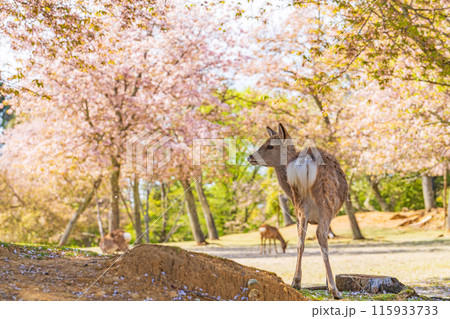 【春】奈良公園の鹿【桜】 115933733
