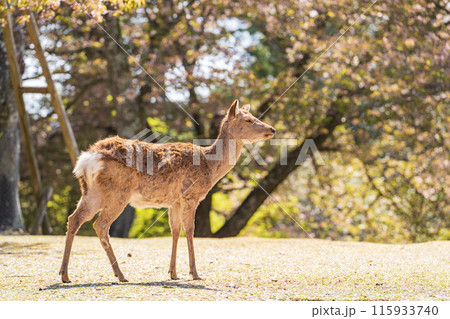 【春】奈良公園の鹿【桜】 115933740