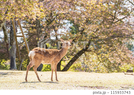 【春】奈良公園の鹿【桜】 【春】奈良公園の鹿【桜】 115933743