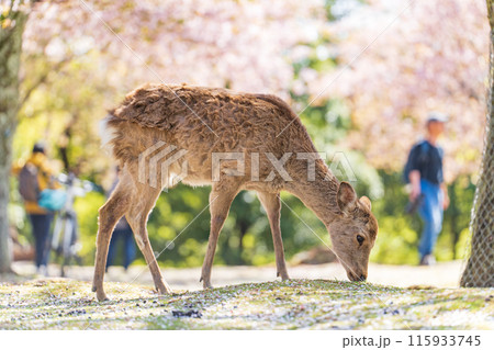 【春】奈良公園の鹿【桜】 115933745