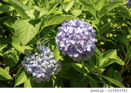 青紫色の紫陽花 青紫色の紫陽花 115933761