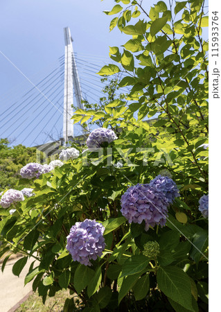 青紫色の紫陽花と天保山大橋 115933764