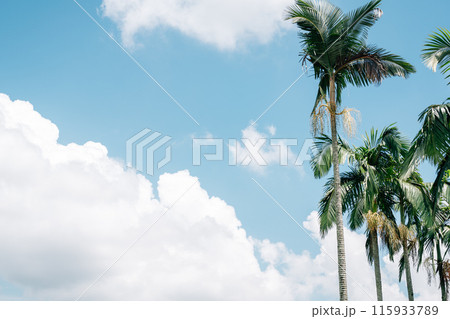 Palm trees at Taman Putra Perdana park in Putrajaya, Malaysia Palm trees at Taman Putra Perdana park in Putrajaya, Malaysia 115933789