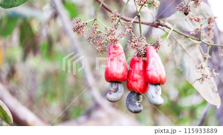 Flawed cashew nut fruits with scars and marks which were caused by disease and lack of fertilizer and water 115933889