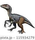 ヴェロキラプトルの切り抜き立体イラスト 115934279