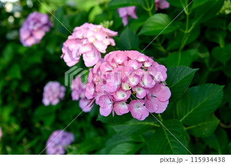 梅雨の晴れ間に咲く紫陽花 梅雨の晴れ間に咲く紫陽花 115934438