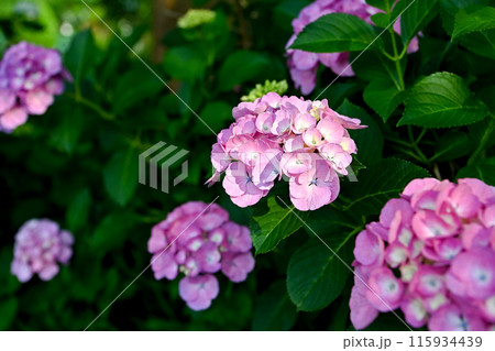梅雨の晴れ間に咲く紫陽花 梅雨の晴れ間に咲く紫陽花 115934439