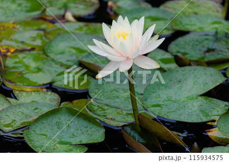 雨の日の睡蓮 115934575
