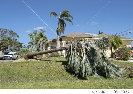 Hurricane damage to palm tree on Florida house backyard. Fallen down tree after tropical storm winds. Consequences of natural disaster Hurricane damage to palm tree on Florida house backyard. Fallen down tree after tropical storm winds. Consequences of natural disaster 115934587
