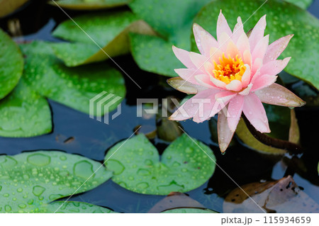 雨の日の睡蓮 115934659