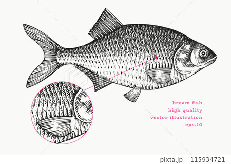 Vintage Style Bream Illustration. Vector Hand Drawn Fish. High Quality Old Fashion Image Vintage Style Bream Illustration. Vector Hand Drawn Fish. High Quality Old Fashion Image 115934721