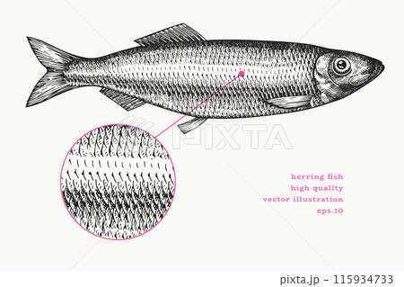 Vintage Style Herring Illustration. Vector Hand Drawn Fish. High Quality Old Fashion Image 115934733