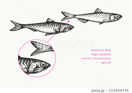 Vintage Style Anchovy Illustration. Vector Hand Drawn Fish. High Quality Old Fashion Image 115934735