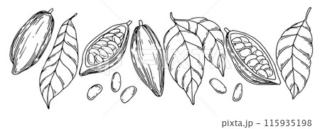 set of illustrations of cocoa beans, fruits and leaves. line drawing, sketch set of illustrations of cocoa beans, fruits and leaves. line drawing, sketch 115935198