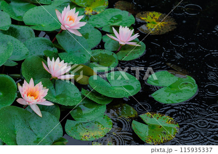 雨の日のピンクの睡蓮と波紋 115935337