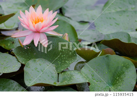 雨の日の睡蓮 雨の日の睡蓮 115935415