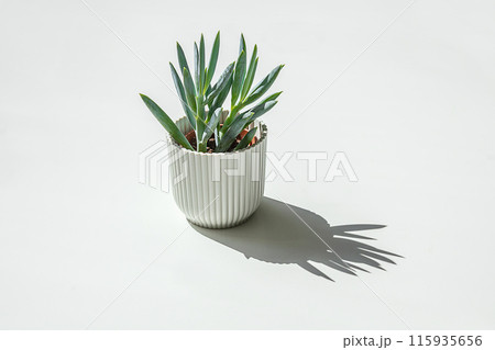 Succulent home plant and it's shadow on the white background 115935656