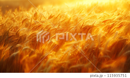 黄金に輝く麦畑 黄金に輝く麦畑 115935751