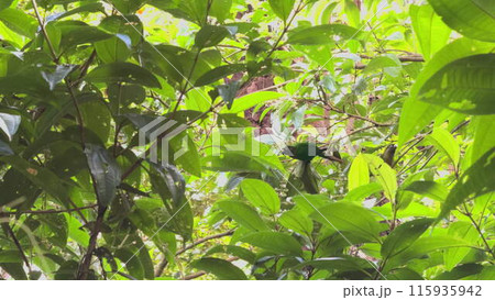 Parrot Eating on Tree Branch in Dense Green Jungle Parrot Eating on Tree Branch in Dense Green Jungle 115935942