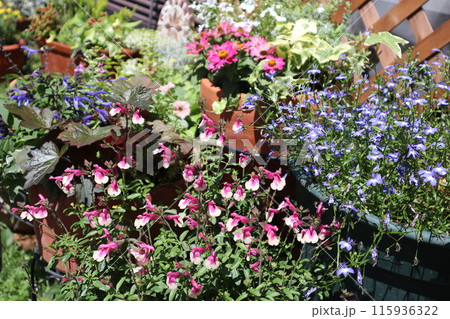 夏の花の寄せ植え＆寄せ鉢 115936322