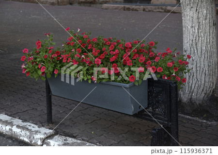 Colorful petunia flowers in flower beds on fences in the city. Urban improvement. Petunia nyctaginiflora. Colorful petunia flowers in flower beds on fences in the city. Urban improvement. Petunia nyctaginiflora. 115936371