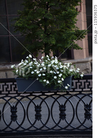 Colorful petunia flowers in flower beds on fences in the city. Urban improvement. Petunia nyctaginiflora. 115936375