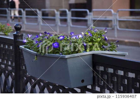 Colorful petunia flowers in flower beds on fences in the city. Urban improvement. Petunia nyctaginiflora. 115936407