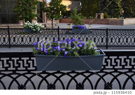 Colorful petunia flowers in flower beds on fences in the city. Urban improvement. Petunia nyctaginiflora. 115936410