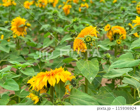 Blooming sunflower farm field, big bright yellow sunflower, agriculture concept harvest 115936924