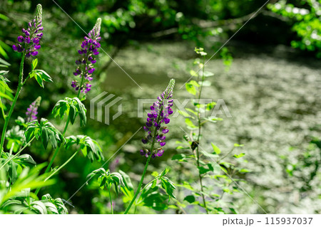 Purple flowers, wild blossom in green plants, nature in summer 115937037
