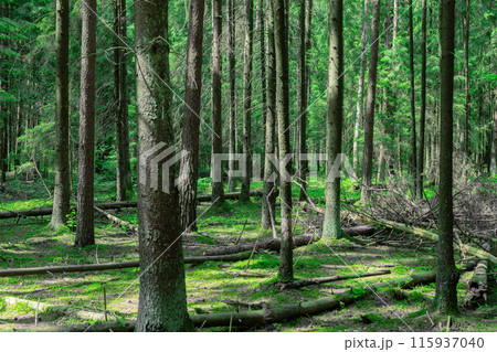 Green forest, trunks, leaves and grass, landscape background Green forest, trunks, leaves and grass, landscape background 115937040