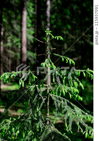 Green fir tree, forest nature, woods, firtree 115937091