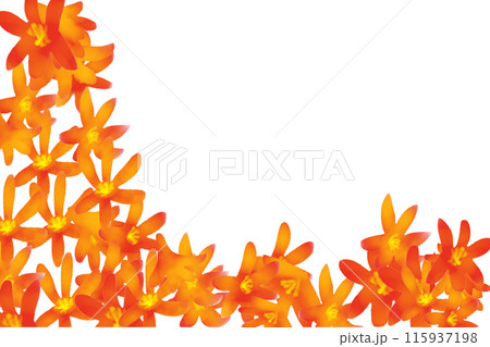 モントブレチアの花のカード1 モントブレチアの花のカード1 115937198