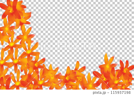 モントブレチアの花のカード1 モントブレチアの花のカード1 115937198