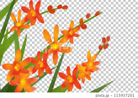 蒙布雷蒂亞花卡 3 115937201