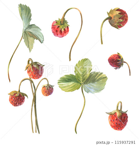 Wild strawberry branches and leaves set. Hand drawn watercolor illustration on white background Wild strawberry branches and leaves set. Hand drawn watercolor illustration on white background 115937291