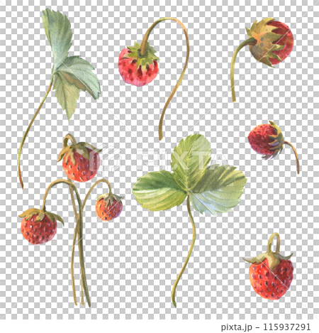 Wild strawberry branches and leaves set. Hand drawn watercolor illustration on white background 115937291