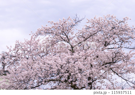 240416中橋桜g106 115937511