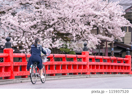 240416中橋桜g078 240416中橋桜g078 115937520