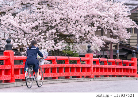 240416中橋桜g077 115937521
