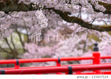 240416中橋桜g057 240416中橋桜g057 115937524