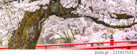 240416中橋桜g052~056 115937525