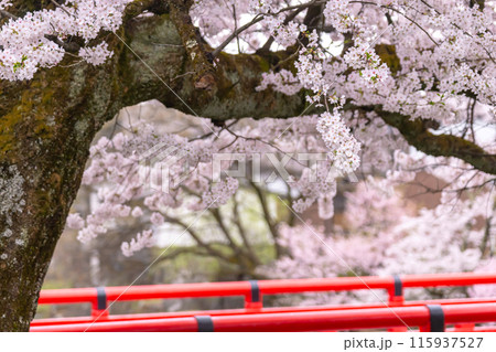 240416中橋桜g054 240416中橋桜g054 115937527