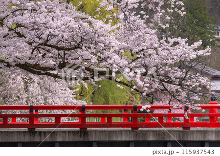 240416中橋桜g022 240416中橋桜g022 115937543