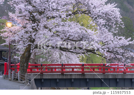 240416中橋桜g006 115937553
