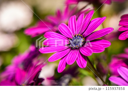 Beautiful flowering bush of Osteospermum. The magenta-lilac color petal flowers in shallow depth of field. 1 Beautiful flowering bush of Osteospermum. The magenta-lilac color petal flowers in shallow depth of field. 1 115937858