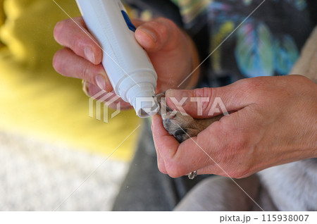 Clipping a dog's nails with an electric scratcher. Dog grooming 17 Clipping a dog's nails with an electric scratcher. Dog grooming 17 115938007