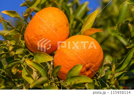 Fresh and ripe mandarins on a mandarin tree during the months of winter 115938114