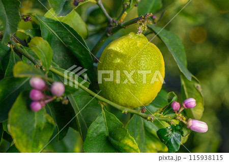 Green trees with ripe yellow lemons and flowers 115938115