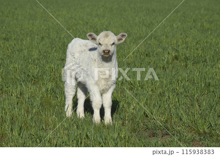 White Shorthorn calf , in Argentine countryside, 115938383